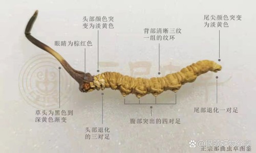 权威三金片的功效与作用尿路感染几个疗平台,分享专业三金片的功效与作用尿路感染知识_三金片的功效与作用及禁忌网